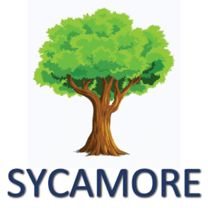 Sycamore