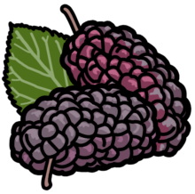 Mulberry