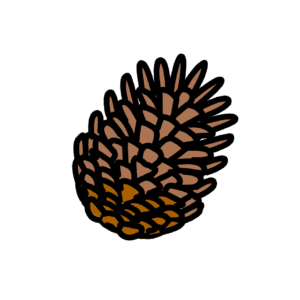 Pine